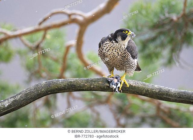 Peregrine Falcon (Falco peregrinus) female with prey, Schwaebische Alb, Baden-Wuerttemberg, Germany