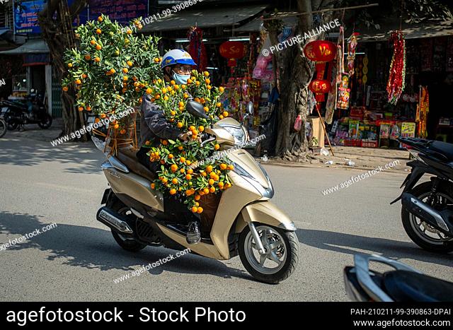 07 February 2021, Vietnam, Hanoi: A man transports kumquat trees home on his motorcycle. The background is the custom of decorating houses with kumquat trees...