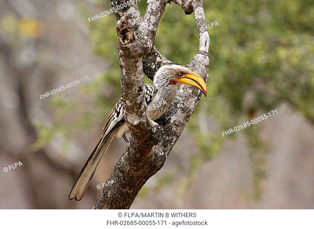 Southern Yellow-billed Hornbill Tockus leucomelas adult, perched on tree branch, South Africa