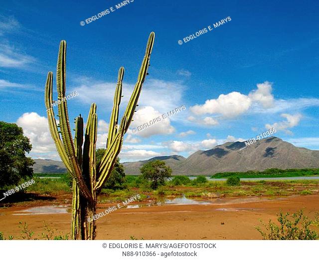 Landscape with cactus, Laguna de Unare, Istmo Caribe, Anzoategui, Venezuela