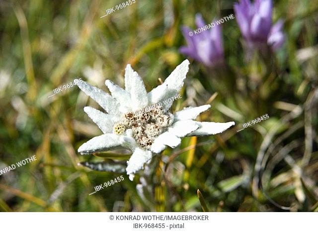 Edelweiss (Leontopodium alpinum), Alps, Austria, Europe