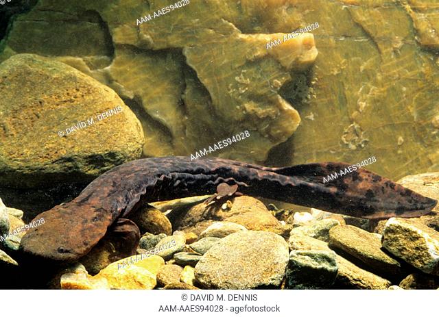 Hellbender Salamander (Cryptobranchus a. alleganiensis), NC