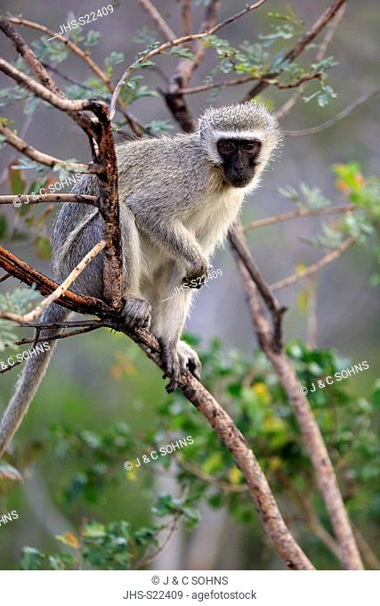 Vervet monkey, (Chlorocebus pygerythrus), young, Hluhluwe Umfolozi Nationalpark, Hluhluwe iMfolozi Nationalpark, KwaZulu Natal, South Africa, Africa