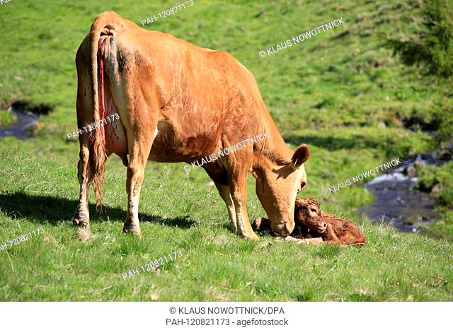A small calf was born without human intervention by a cow on a forest meadow. This happens without any human help. The cow repeatedly licks the mucus from the...