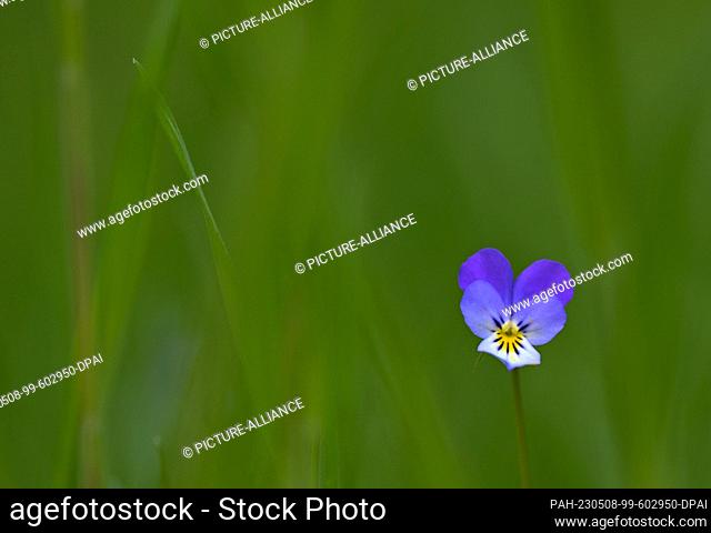 07 May 2023, Brandenburg, Sieversdorf: The wild pansy is also popularly called field violet, mother of God's shoe or girl's eyes