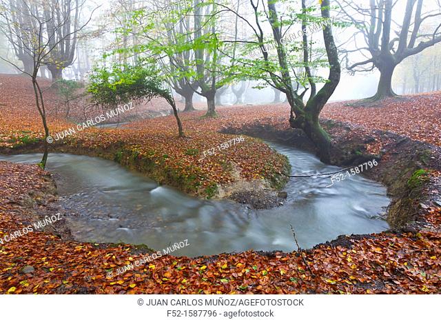Beech forest, Gorbeia Natural Park, Alava-Bizkaia, Basque Country, Spain, Europe