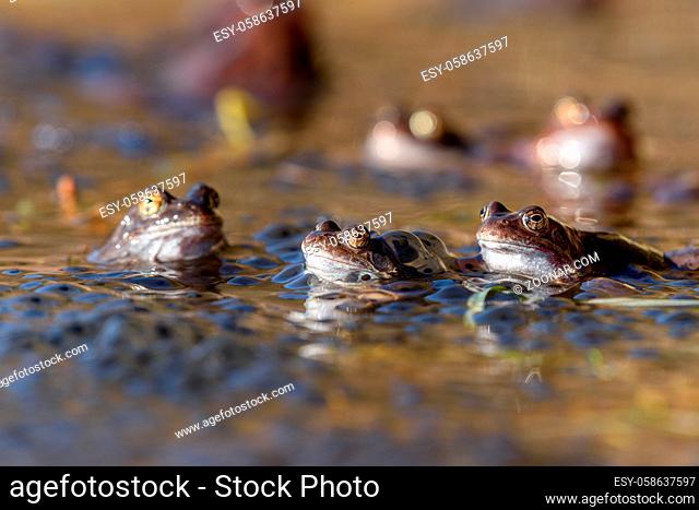 Common frogs laying eggs in a marsh in early spring
