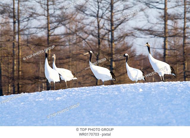red crowned crane