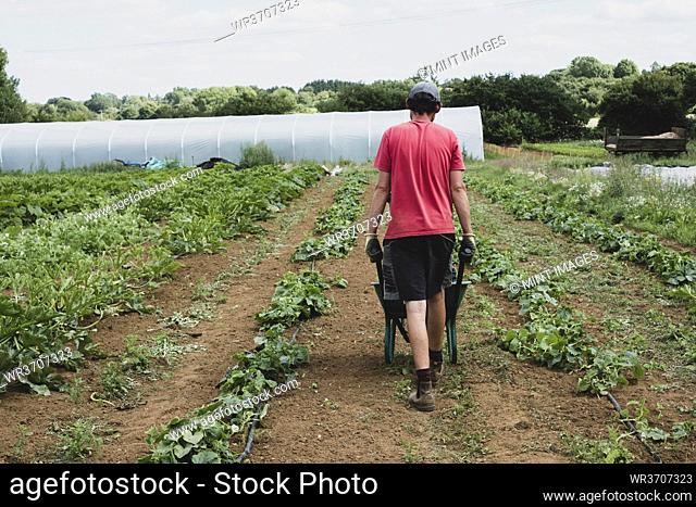 Rear view of farmer walking along field, pushing wheelbarrow
