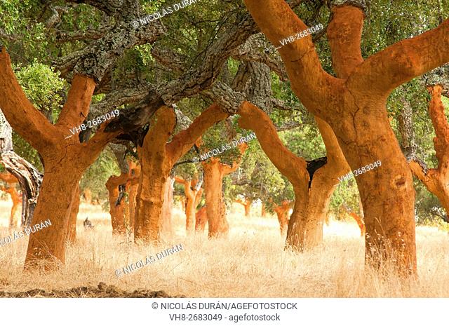 Cork Oak (Quercus suber) forest uncorked. Sierra de San Pedro. San Vicente de Alcantara. Province of Badajoz. Extremadura. Spain