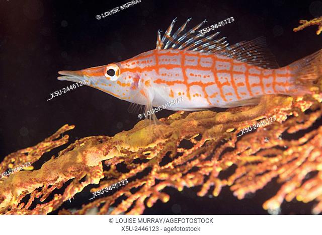 Longnose hawkfish, Oxycirrhites typus usually found on gorgonian sea fans, Subergorgia mollis - a hard coral species found in high current areas