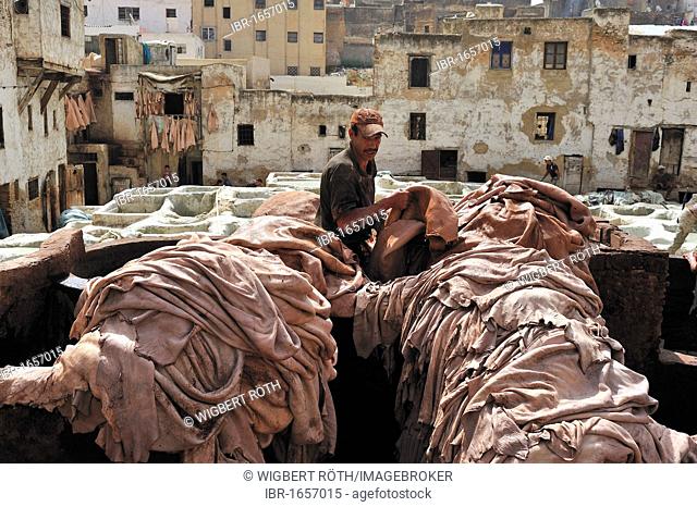 Worker in a tannery stacking animal hides from the tanning vats, tanners and dyers quarter, Fez, Morocco, Africa