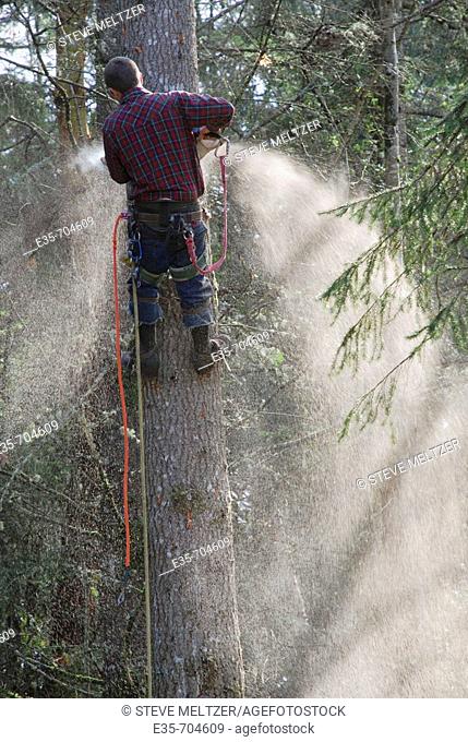Tree cutting, safety line, fir tree cutting, chainsaw use
