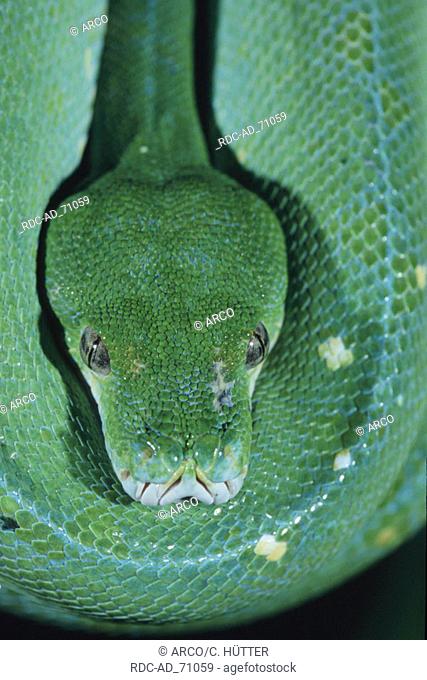 Green Tree Python Chondropython viridis