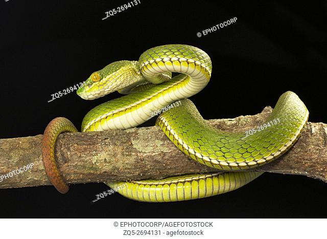 Viperidae, Red tailed pit viper, Trimeresurus erythrurus, Garjee, Tripura