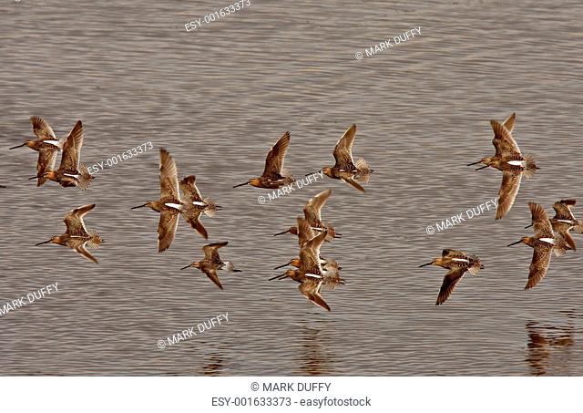 Long billed Dowitcher in patterned flight