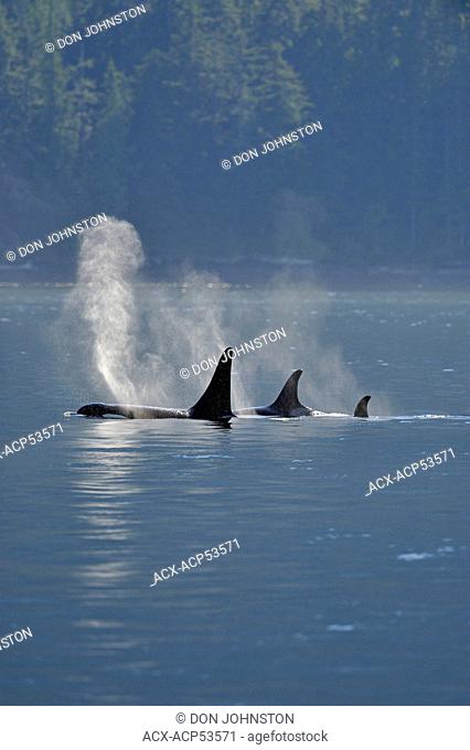 Killer whale Orcinus orca Resident pod in summer feeding territory, Johnstone Strait, Vancouver Island, British Columbia, Canada