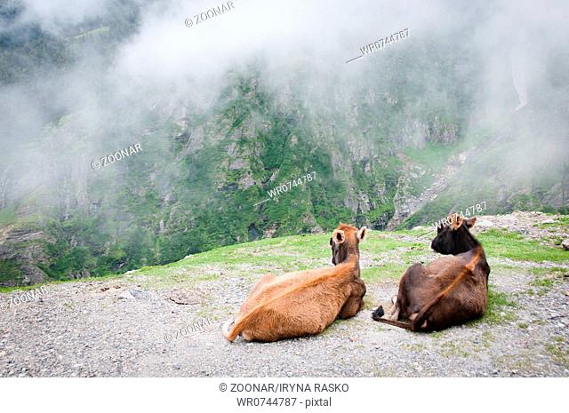 Two cows admire the scenery of foggy