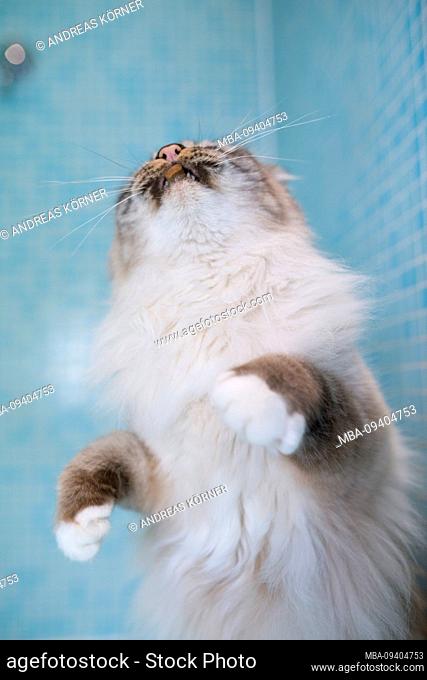 Birman cat stretches and eats treats on turquoise background