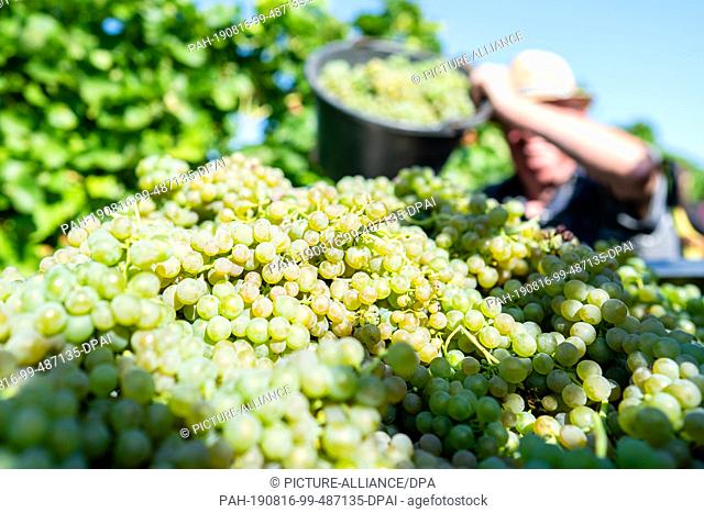 16 August 2019, Rhineland-Palatinate, Neustadt an der Weinstraße: An employee pours grapes of the ""Solaris"" variety into a collection container in the...
