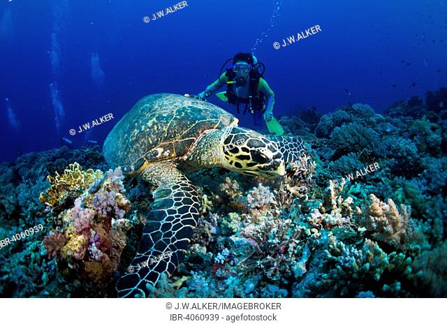 Diver watching a Hawksbill Sea Turtle (Eretmochelys imbricata), feeding on a coral, Philippines