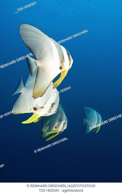 Longfin Batfishes, Platax teira, North Male Atoll, Maldives