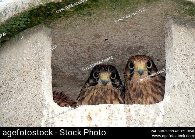 16 July 2023, Saxony, Oberglaucha: Young kestrels look out of a nest box. In a few days they will fly out. The rearing of young is completed in almost all local...