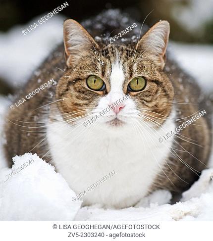 Mackerel Tabby Domestic Cat- Felis catus in snow. Winter, Uk