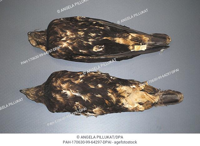 HANDOUT - Two specimen of the Spanish Imperial Eagle 'Aguila helicaca', photographed at the zoological state collection in Munich, Germany, 29 June 2017
