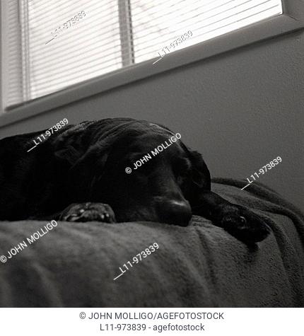 Black labrador retriever; sleeping on bed, under window