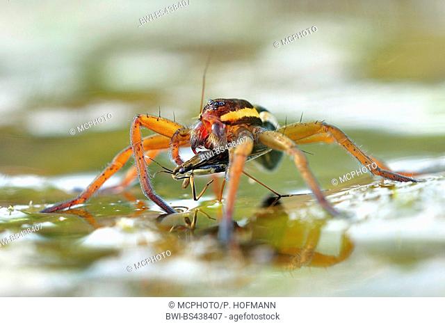 fimbriate fishing spider (Dolomedes fimbriatus), with prey in water, Germany