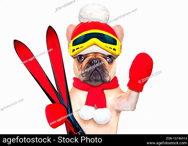 fawn french bulldog dog with ski equipment, wearing goggles , gloves , a hat and a red scarf, isolated on white background