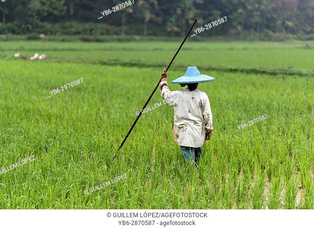 A female rice field worker at the Harau Valley, Sumatra, Indonesia