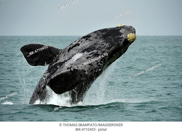 Southern right whale (Eubalaena glacialis), breaching, jumps out of the water, Lüderitz, Atlantic, Namibia