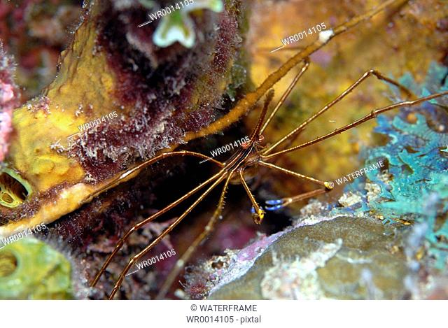 Arrow Crab, Spider Crab, Stenorhynchus seticornis, Caribbean Sea, Netherland Antilles, Aruba