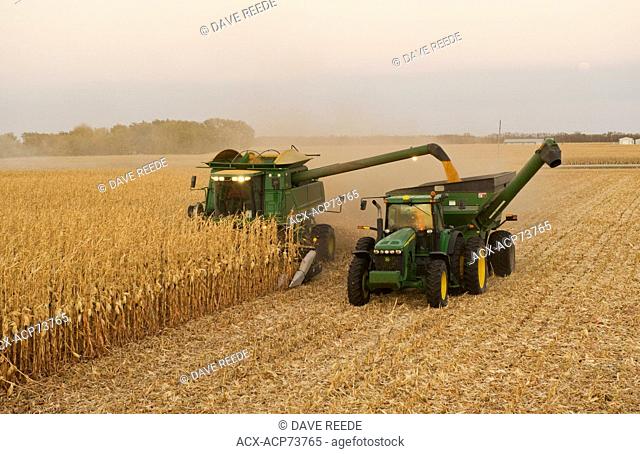 a combine empties into a grain wagon on the go, during the feed corn, (grain corn) harvest, near Niverville, Manitoba, Canada