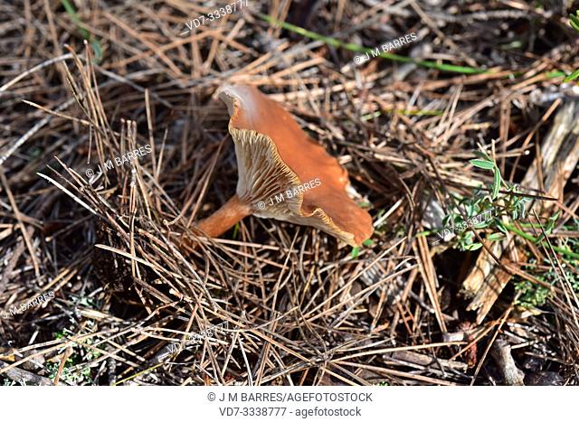 Funnel mushroom (Clitocybe gibba). This photo was taken in Anoia, Barcelona province, Catalonia, Spain