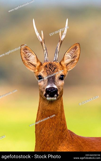 Portrait of a roe deer, capreolus capreolus, buck in summer with clear blurred background. Detail of rebuck head. Clouse-up of wild animal in natural...