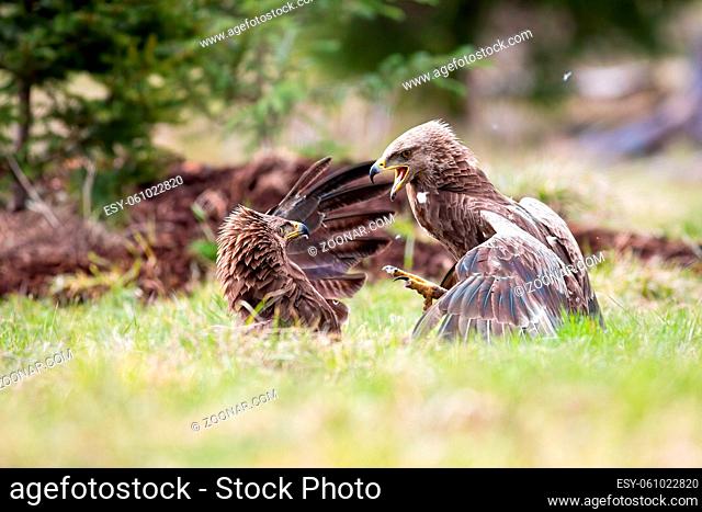 Lesser spotted eagles, clanga pomarina, fighting in a duel against each other on a meadow in summertime. Two raptor birds with dark feathers interacting in...