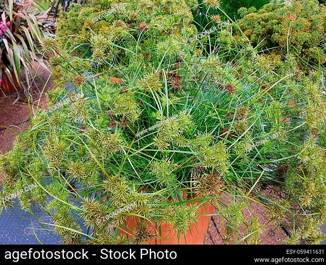 Zypergras, Cyperus cultivars, Nabucco, Wasserpflanze