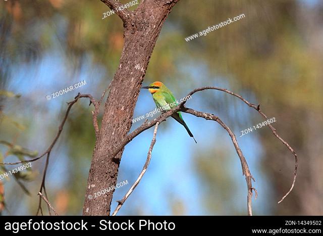 Rainbow Bee-Eaters (Merops ornatus) Queensland , Australia