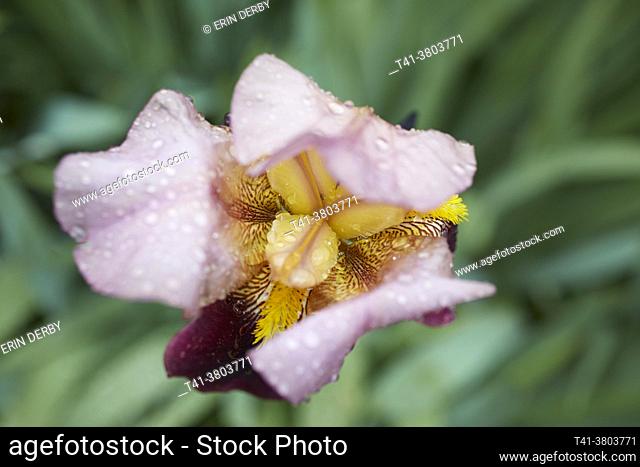 A pink, purple and yellow iris wet in the rain