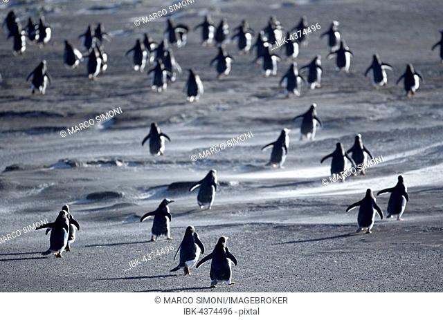 Gentoo Penguins (Pygoscelis papua) walking through a sandstorm, Sea Lion Island, Falkland Islands, South Atlantic