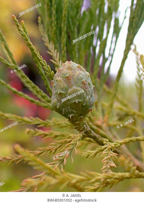 dawn redwood (Glyptostrobus pensilis), cone on a branch