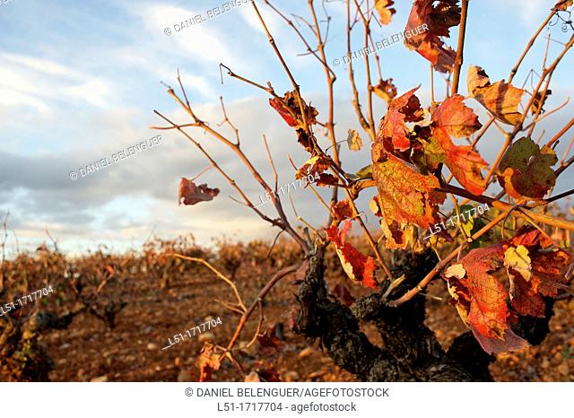 Vineyard in autumn, Requena, Valencia, Spain