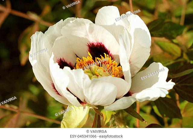 White tree peony flower . Peony growing in the garden, floral background. Spring flower