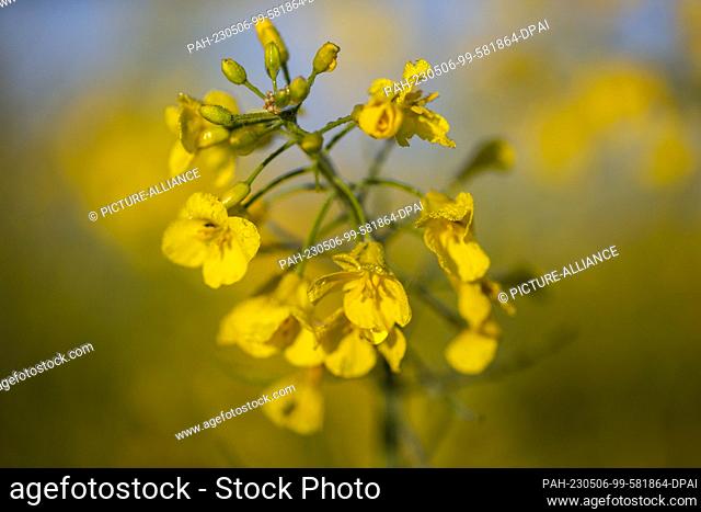 06 May 2023, North Rhine-Westphalia, Bornheim: Water drops from the morning dew are bathed in warm light by the rising sun on a rapeseed blossom in a field
