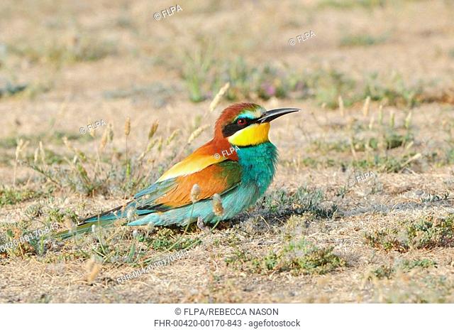 European Bee-eater Merops apiaster adult, resting on ground, Lesvos, Greece, may