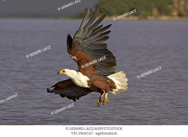 African Fish-Eagle, haliaeetus vocifer, Adult in Flight, Fishing at Baringo Lake, Kenya