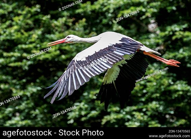 The European white stork, Ciconia ciconia is a large bird in the stork family Ciconiidae. Its plumage is mainly white, with black on its wings